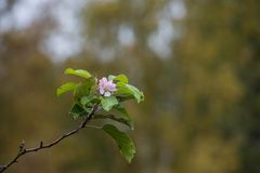 Ende Oktober meinte sie das Frühjahr wäre angebrochen