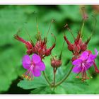 Ende schöner Blüten???