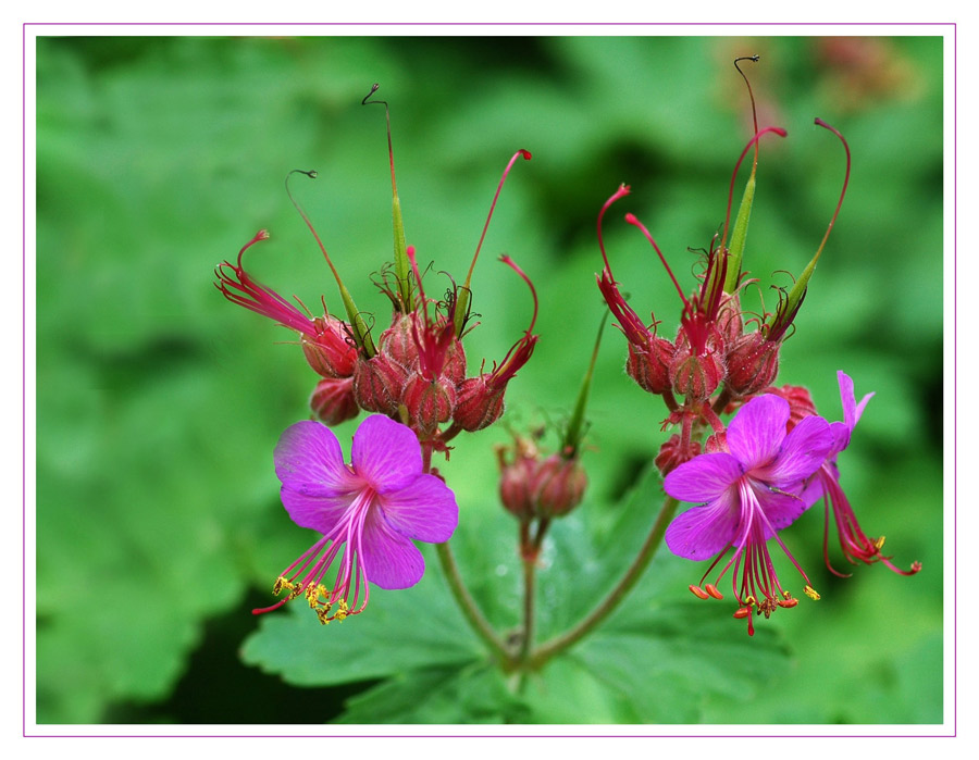 Ende schöner Blüten???