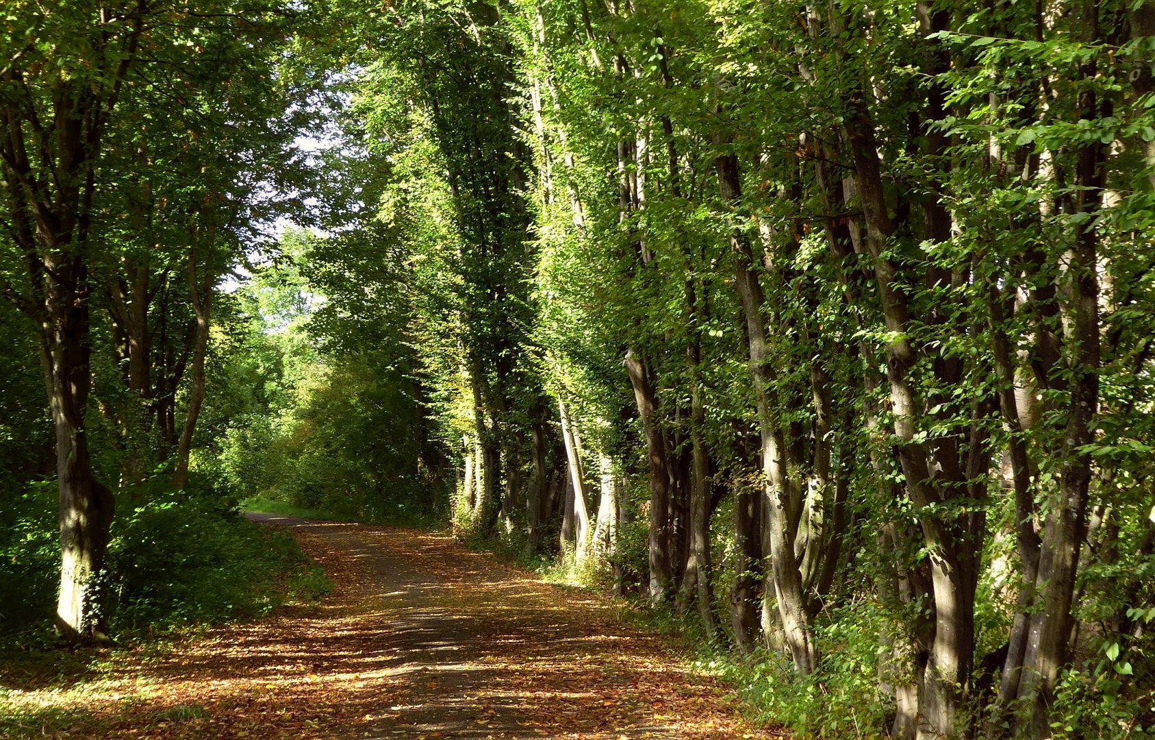 Ende September am Radweg 