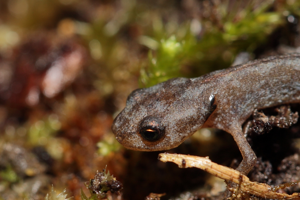 Ende September noch so klein! Dettingen an der Erms/ Biosphärengebiet