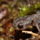 Ende September noch so klein! Dettingen an der Erms/ Biosphärengebiet