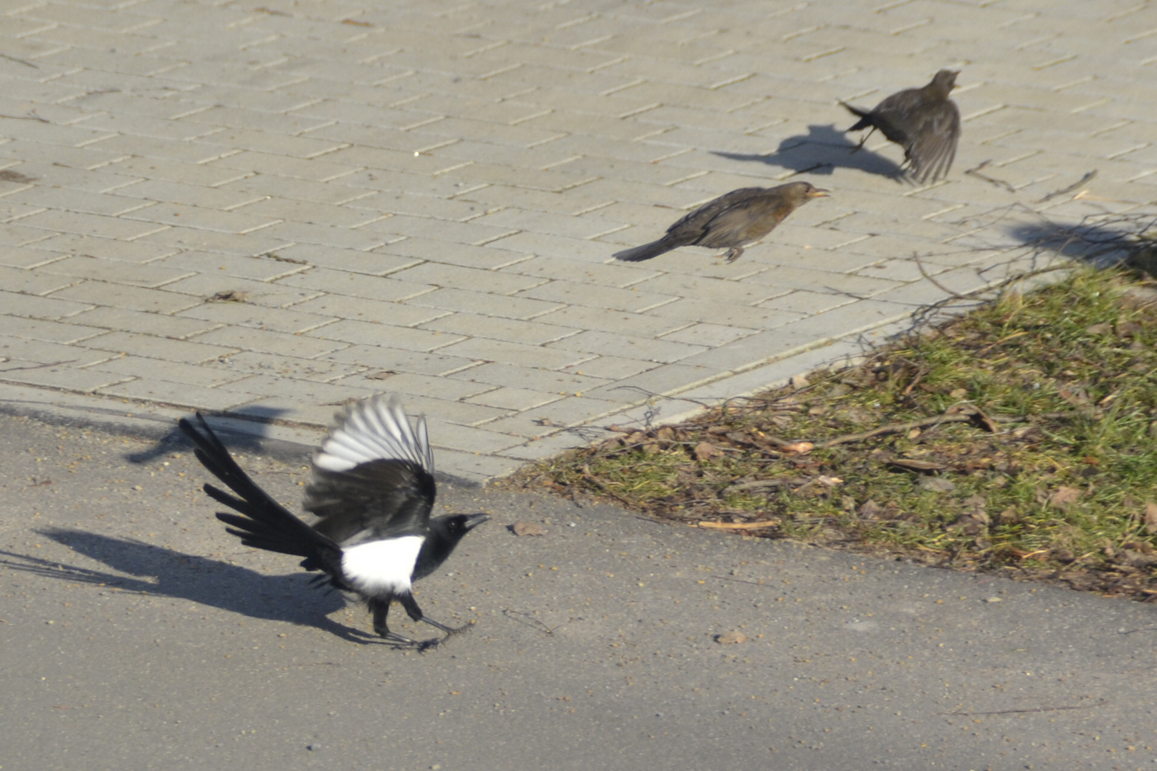 Ende Vogelkampf