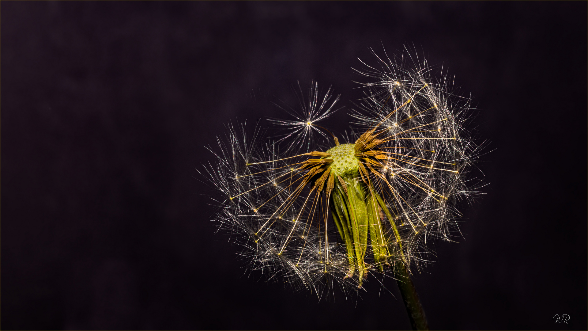 Ende von Pusteblume