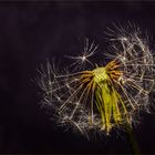 Ende von Pusteblume