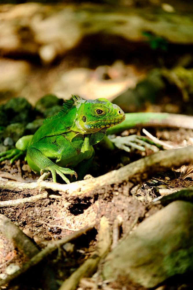 Endemische IguanaArt auf der Ilet Chancel, Martinique Foto & Bild tiere, wildlife, amphibien