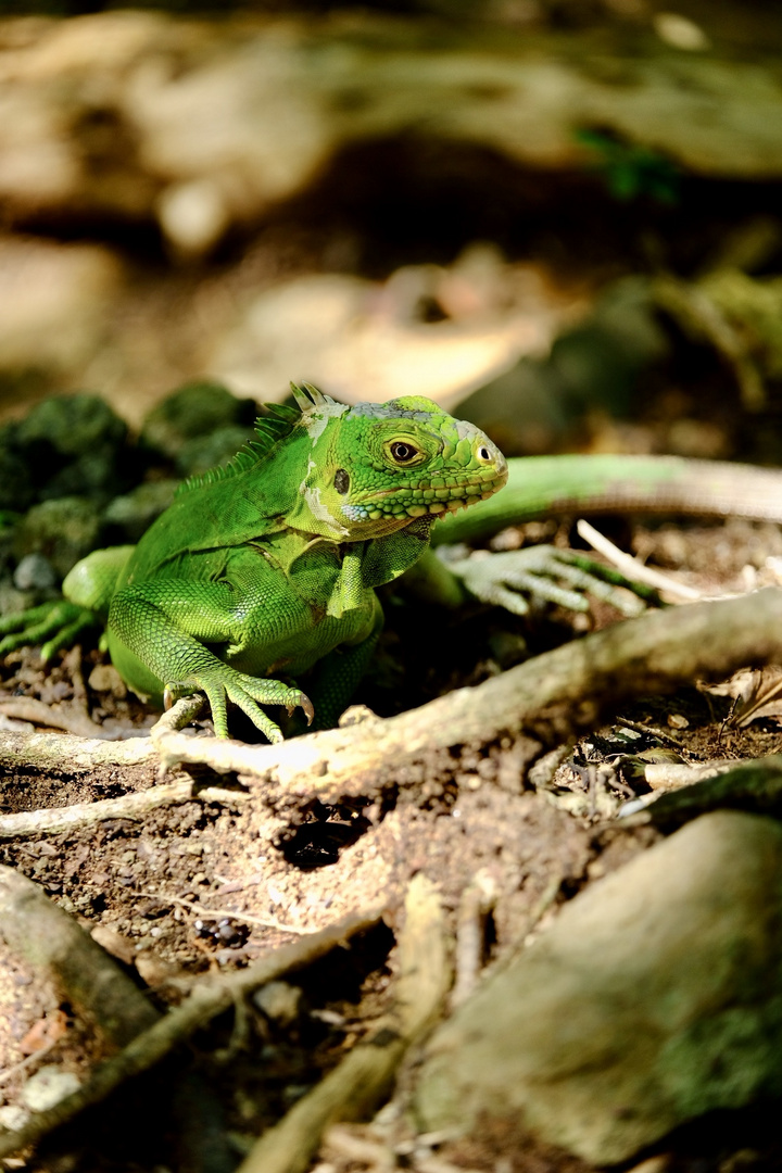 Endemische Iguana-Art auf der Ilet Chancel, Martinique 