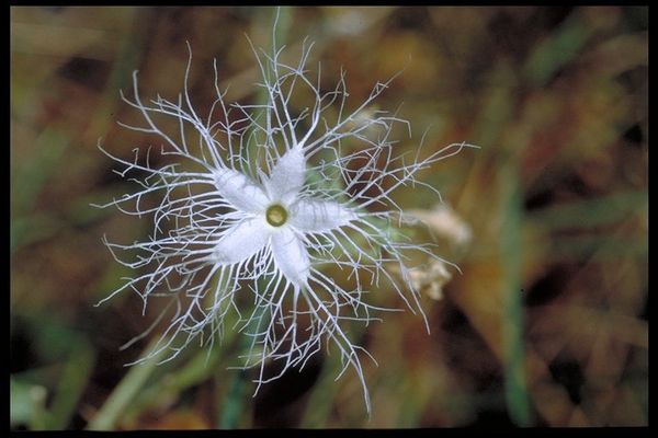 endemische Pasiflora aus dem Bungle Bungle
