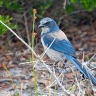 Endemische Rabenvogel Art