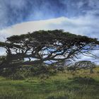 Endemischer Baum, sturmerprobt, in Patagonien, Chile