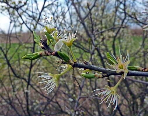 Ender der Blütezeit
