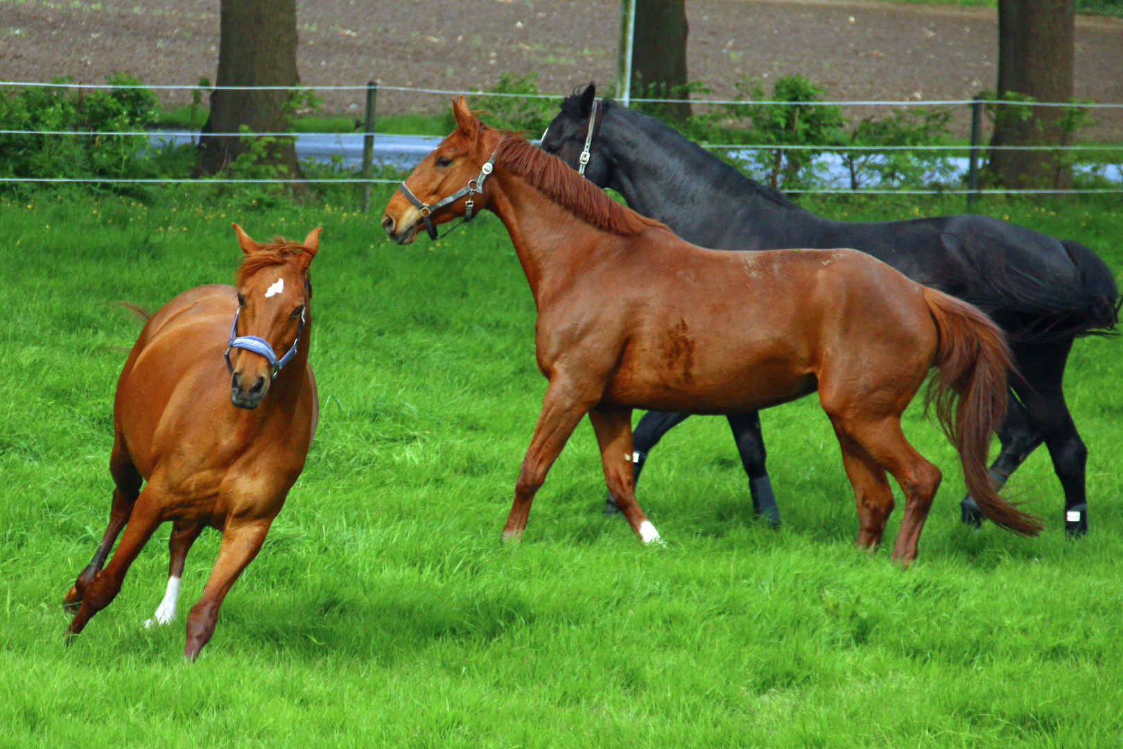 endich auf der Pferdekoppel Foto & Bild tiere, haustiere, pferde
