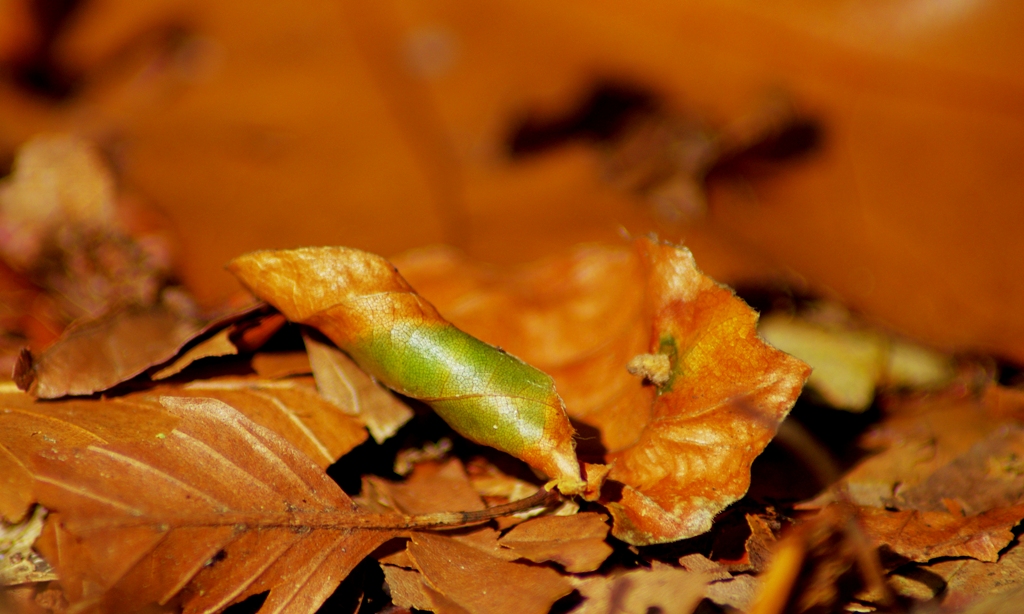 Ending of summer.... Beginning of autumn....!