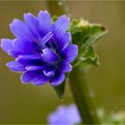 Endivie (Cichorium endivia)..