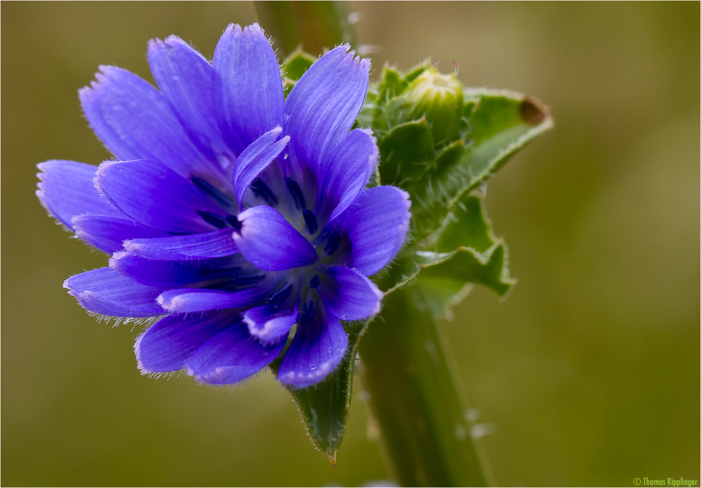 Endivie (Cichorium endivia)... Foto & Bild pflanzen, pilze & flechten