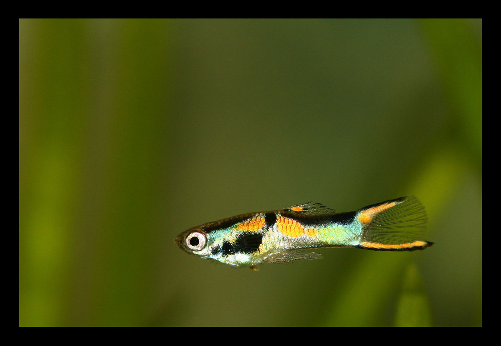 Endler's Guppy