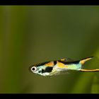 Endler's Guppy