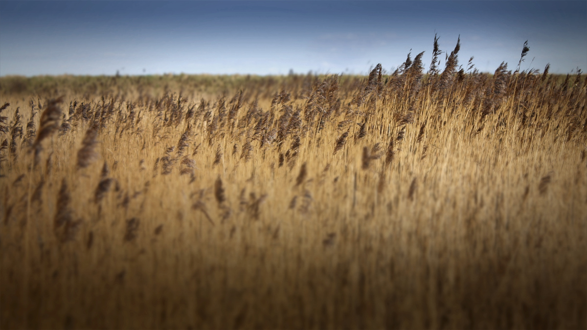 endless field