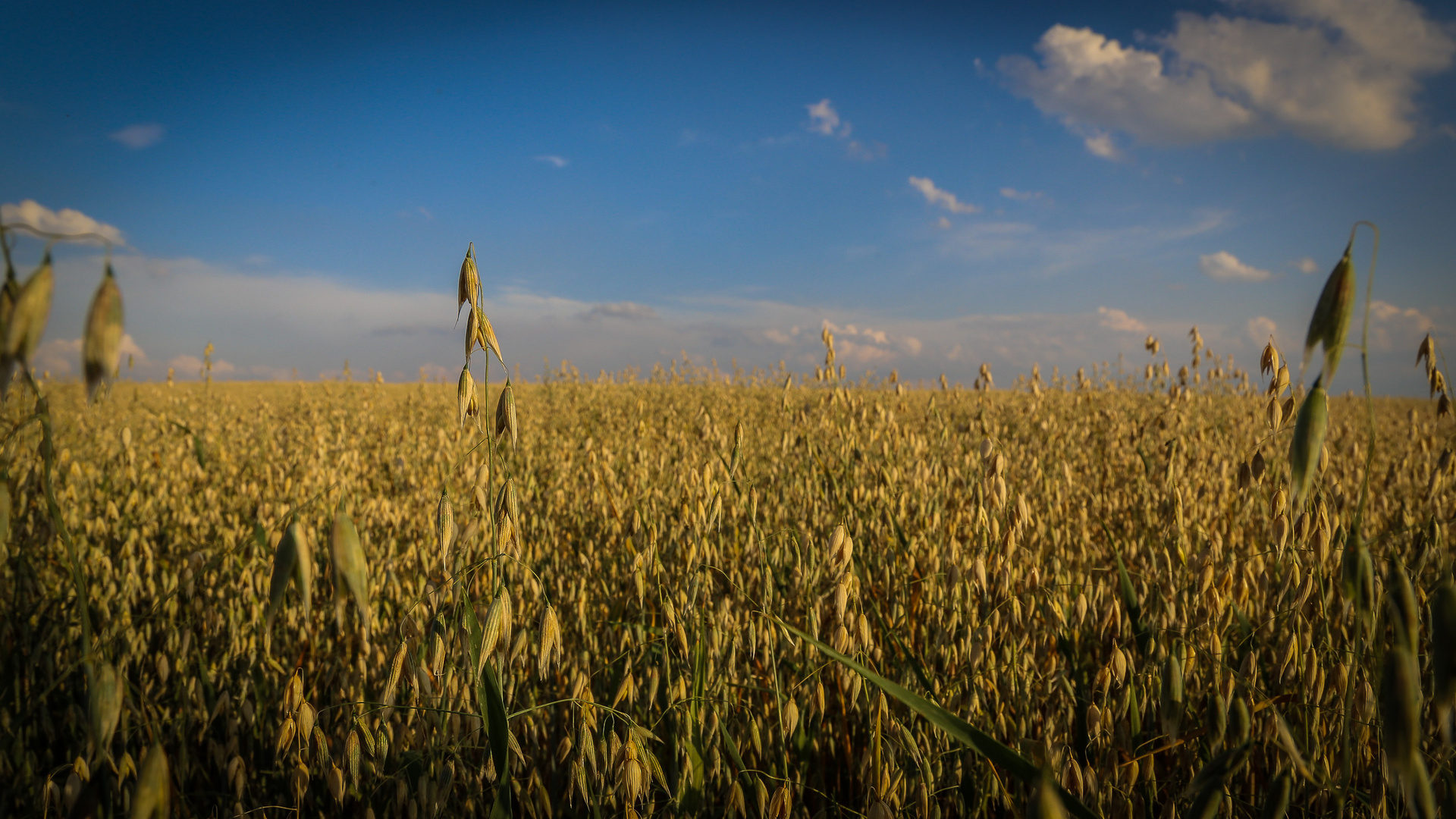 endless field