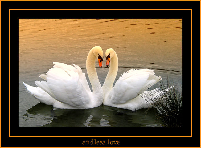 ***endless love***