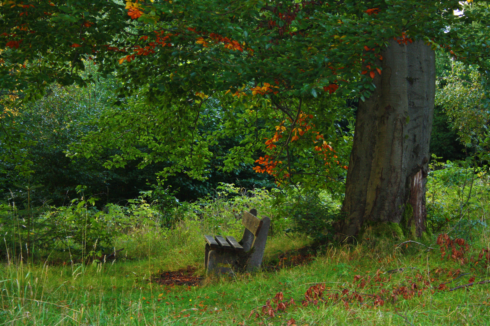 endless nature