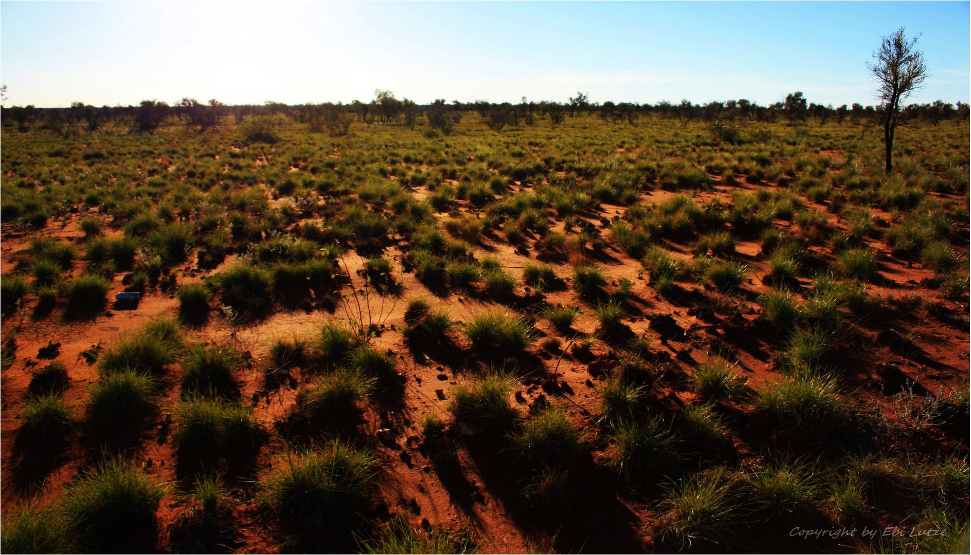 * endless Spinifex Gras  and one tin bottle *