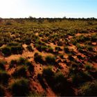 * endless Spinifex Gras  and one tin bottle *