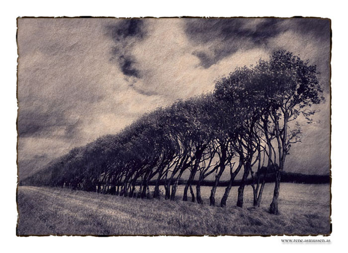 Endless Trees