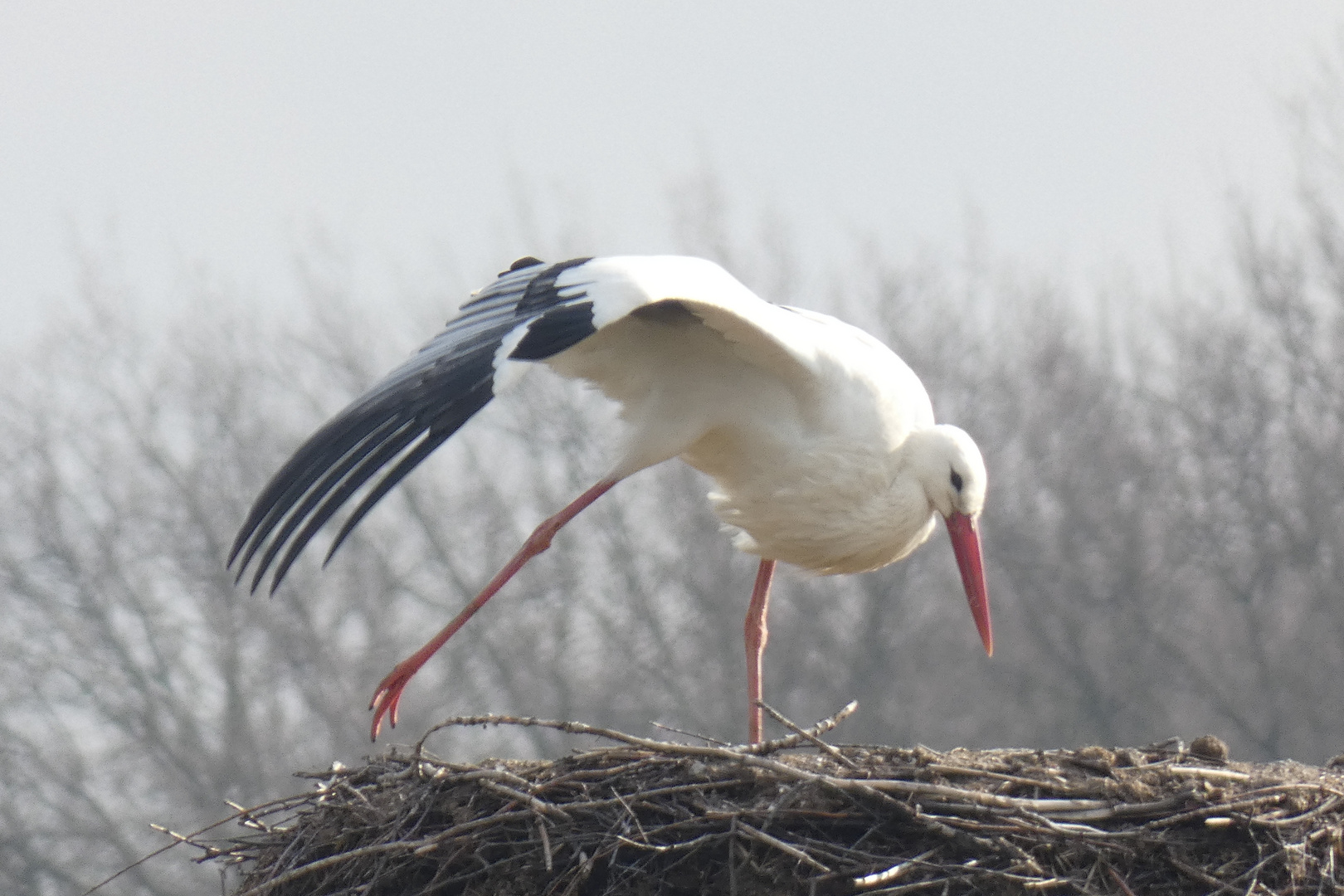 endlich angekommen, der 1. Storch in der Disselmersch