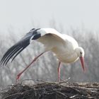 endlich angekommen, der 1. Storch in der Disselmersch