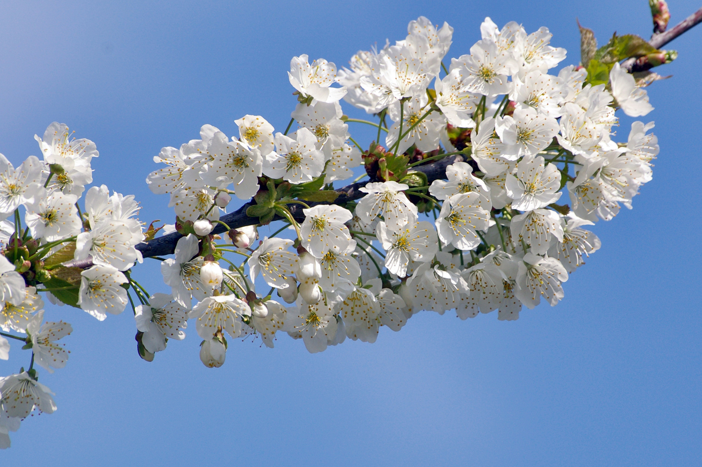 Endlich Baumblüte