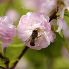 Endlich beginnt der Frühling.