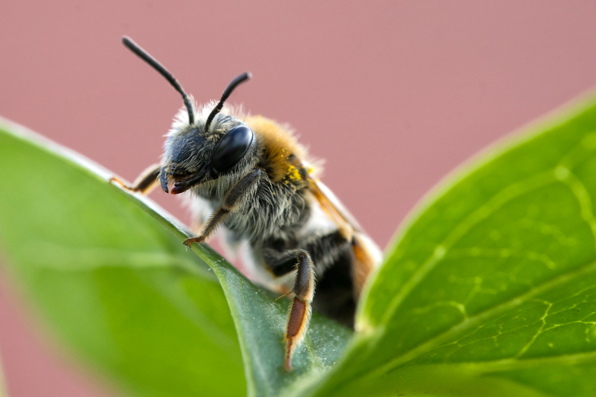 Endlich beginnt wieder die Macrozeit