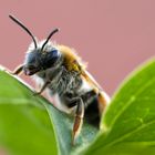 Endlich beginnt wieder die Macrozeit