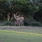 Endlich bekommt das Kalb seine Milch.