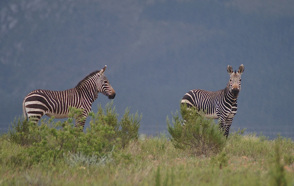 Endlich .... Bergzebras