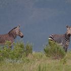 Endlich .... Bergzebras