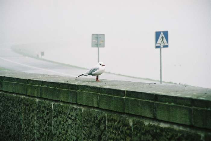 "endlich bin ich in Krakow:-)"sagt der Vogel