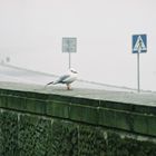 "endlich bin ich in Krakow:-)"sagt der Vogel