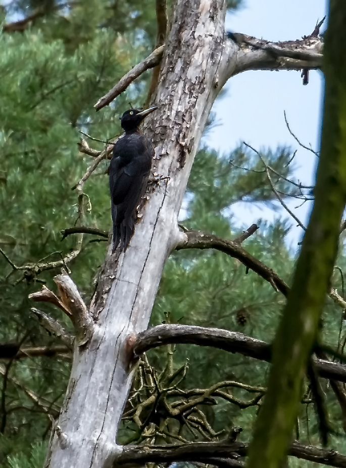 "Endlich blieb der FLAP.....FLAP .... mal an einem Baum"