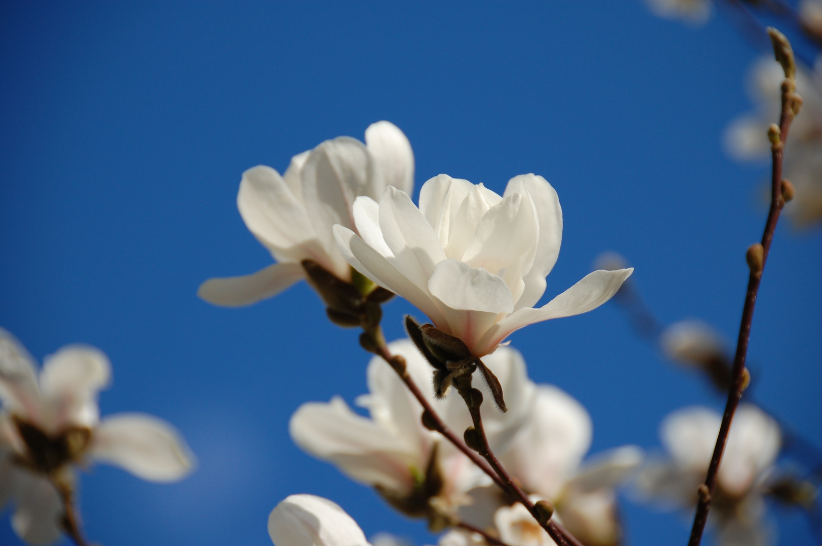 Endlich blühen die Magnolien wieder!