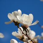 Endlich blühen die Magnolien wieder!