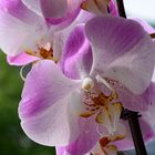 Endlich blühen die Orchideen wieder