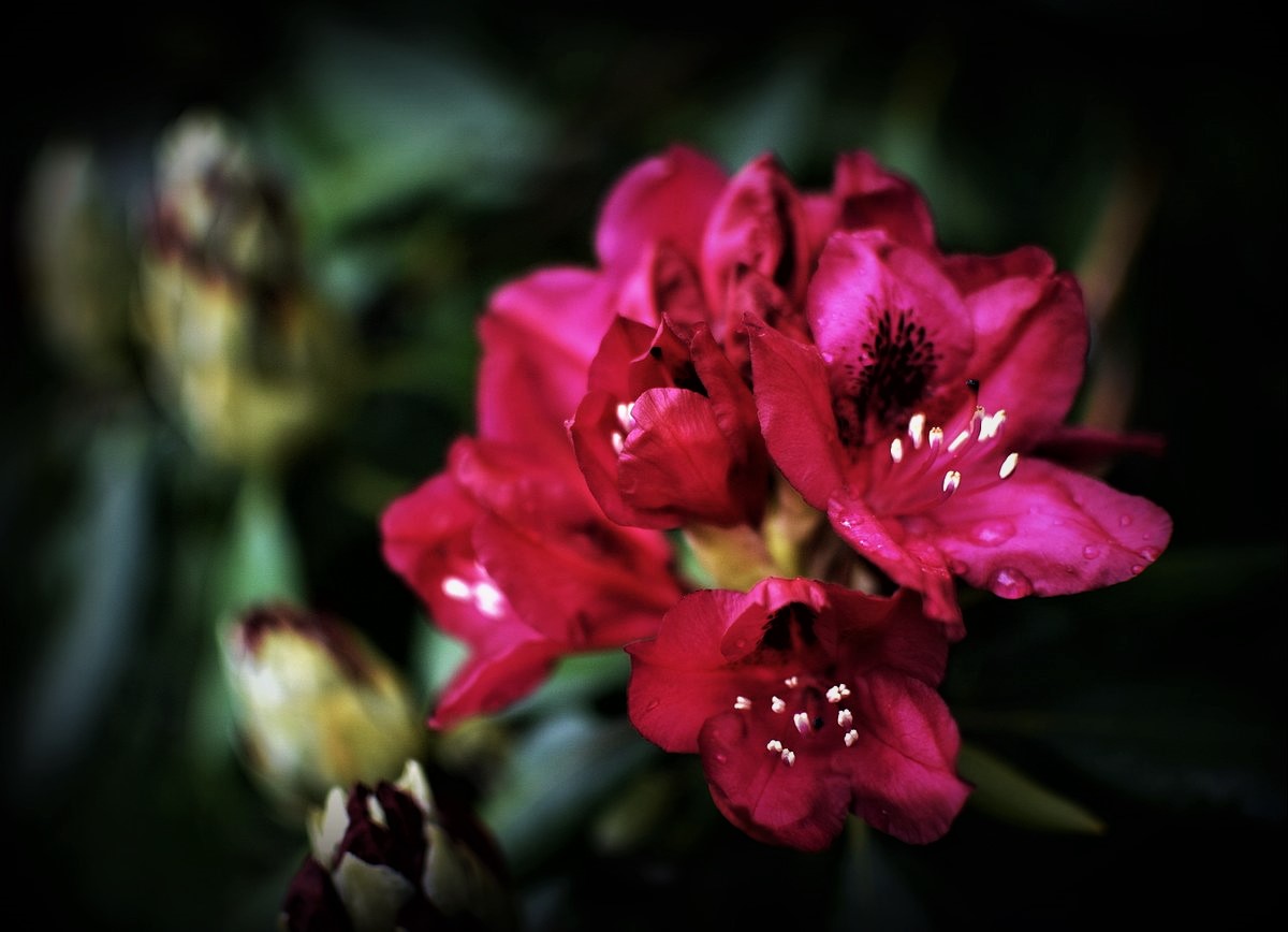 ... Endlich blühen sie wieder, die Rhododendren ...