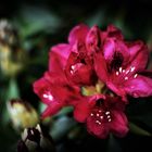 ... Endlich blühen sie wieder, die Rhododendren ...