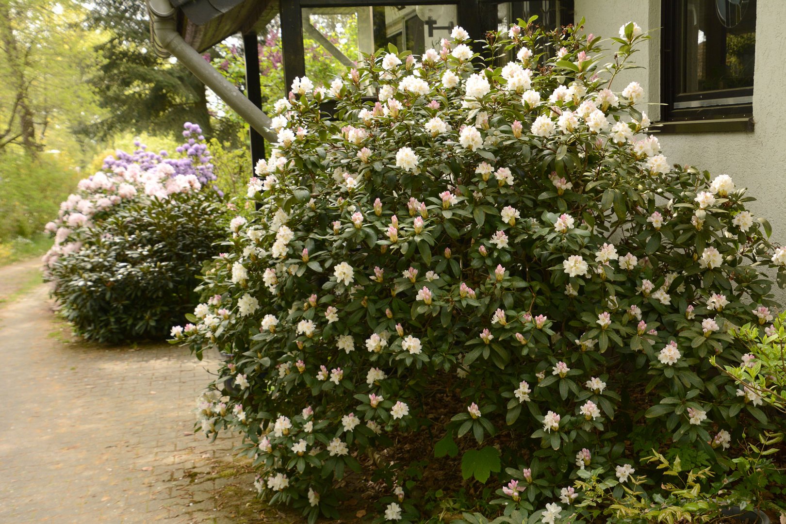 Endlich blüht auch der weiße Rhododendron am Hauseingang.