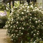 Endlich blüht auch der weiße Rhododendron am Hauseingang.