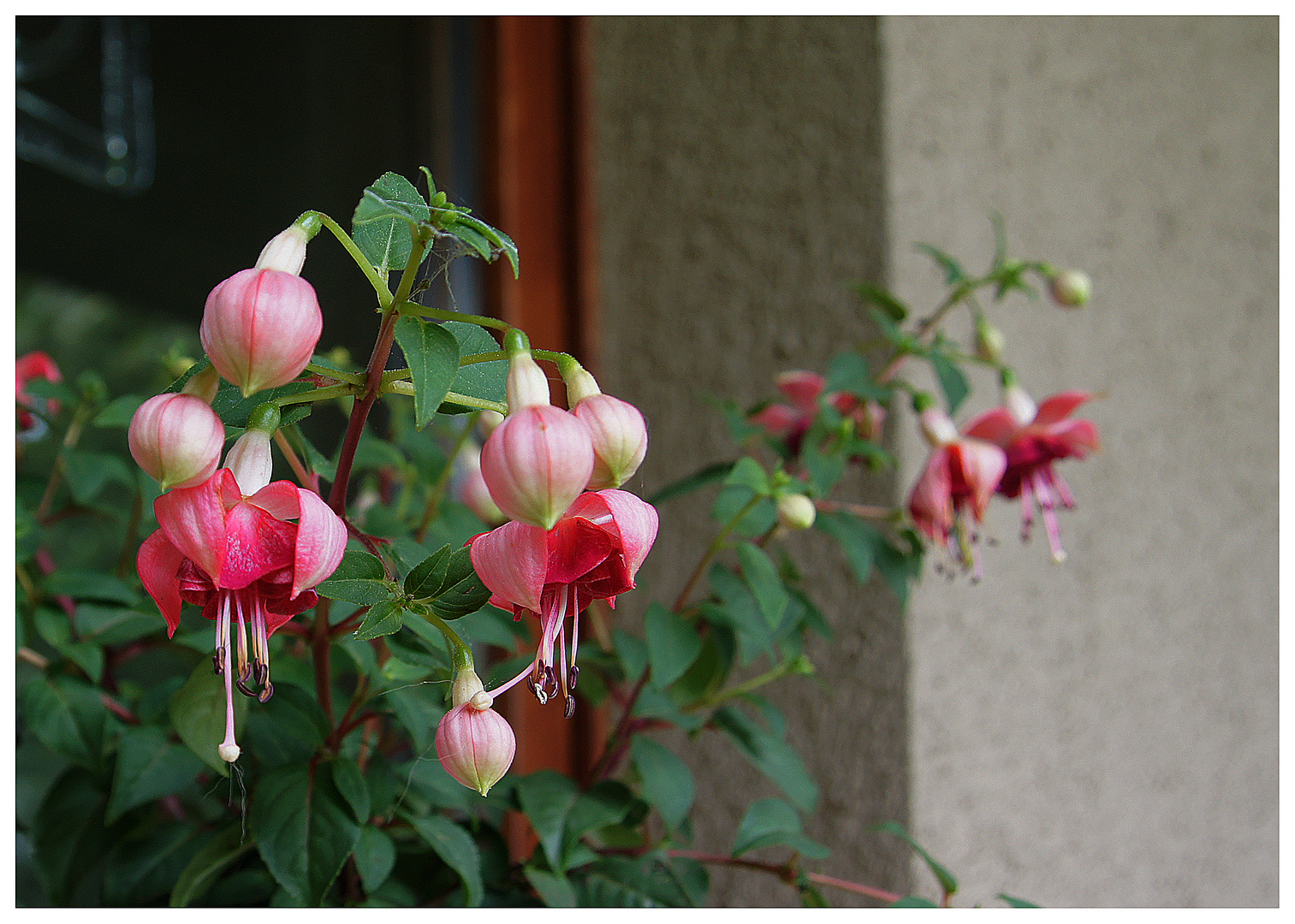 Endlich blüht die Fuchsia