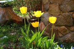 Endlich blüht es im Garten wieder!