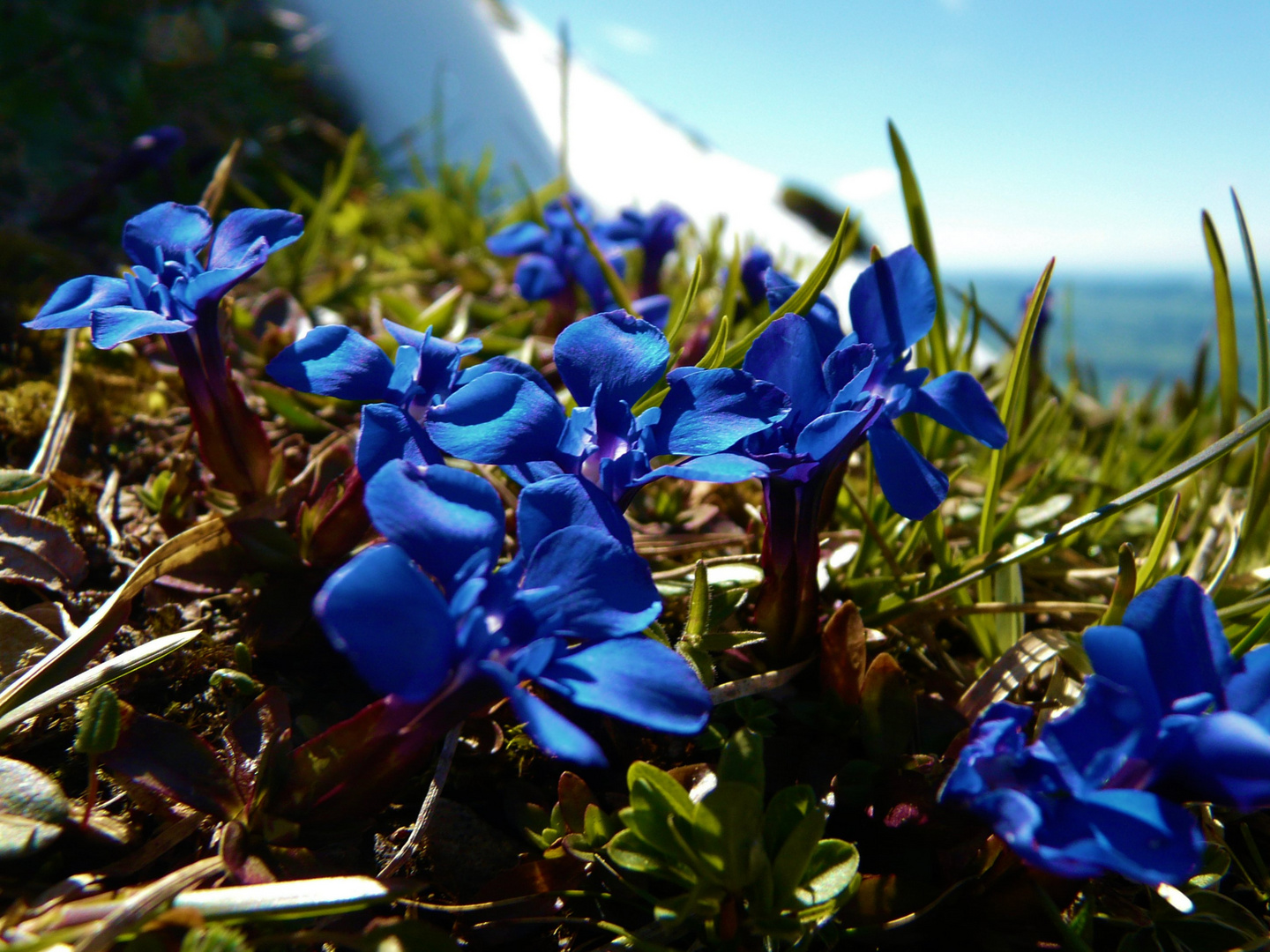 Endlich blüht es wieder in den Alpen